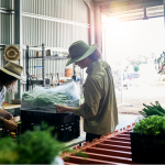 ressources locales Des personnes mettent en palette les produits locaux.